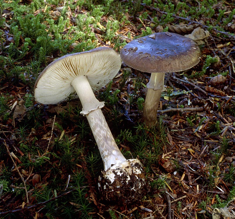 Amanita porphyria